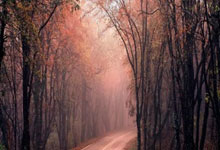 亚冬点将台 ｜ 谷爱凌能否一人独得三金？哈尔滨日报.